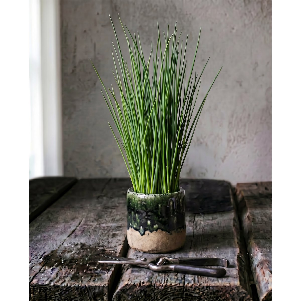 De Mosplanter - Betongroen - S – Bazar Bizar Living (foto 2 van 7)